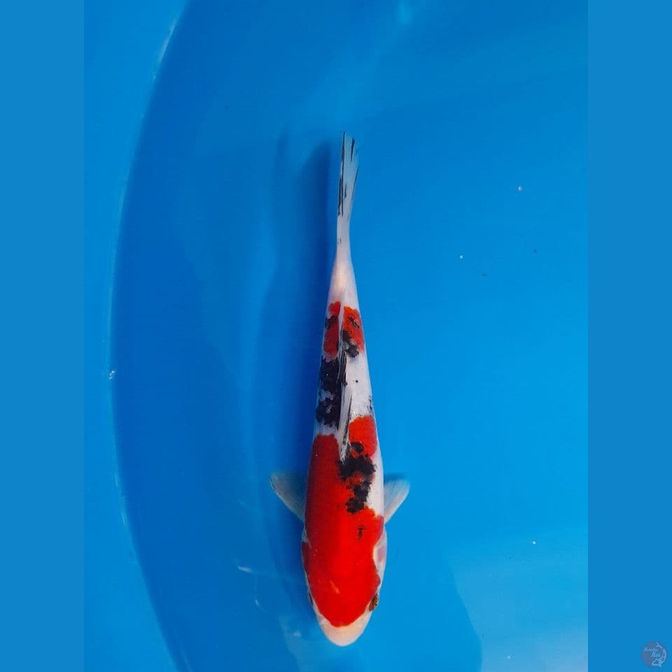 sanke 23cm