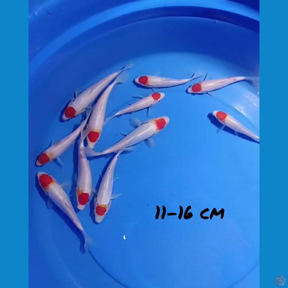 11-16cm Paket TANCHO (11e)