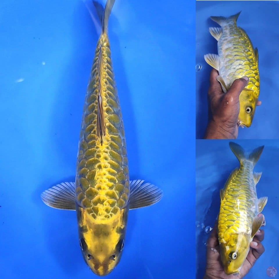 Wajah imut 30cm