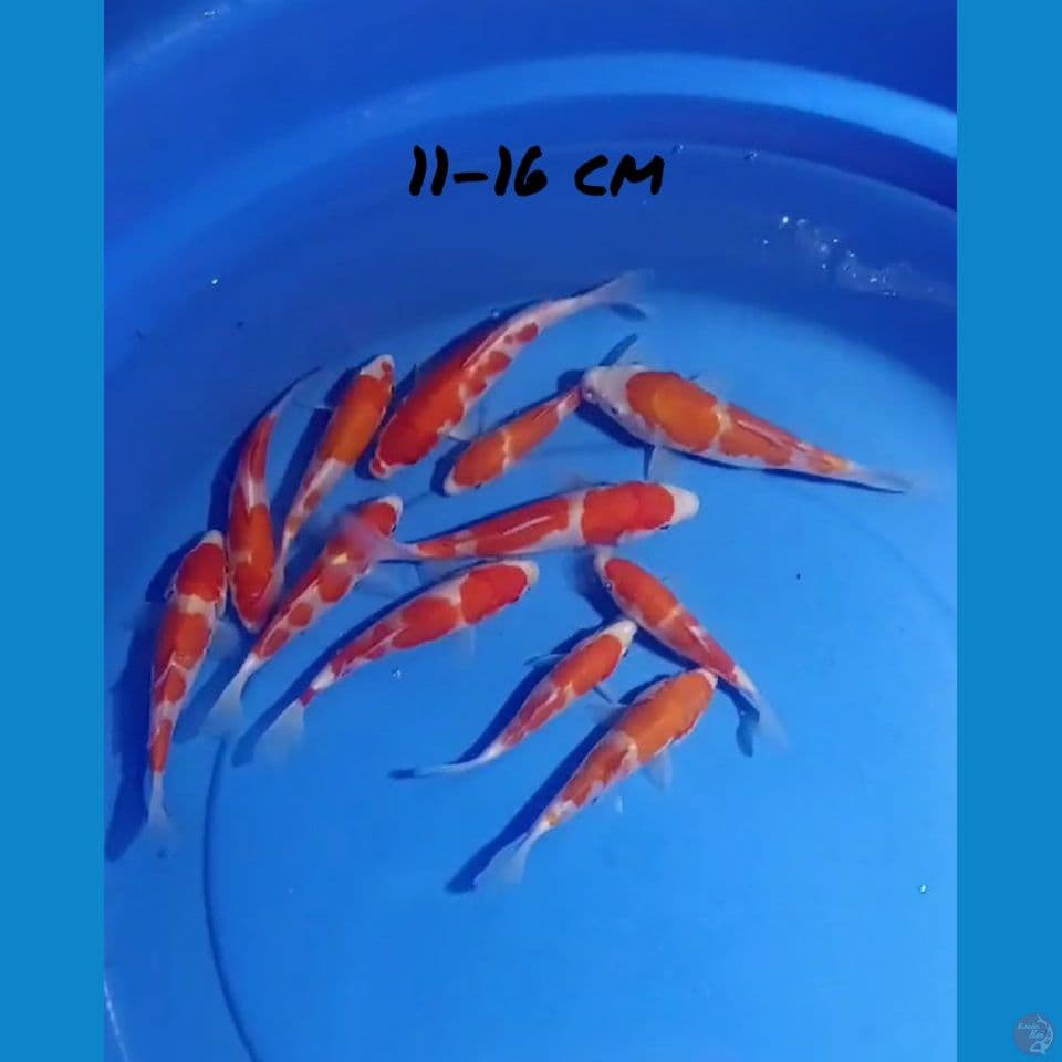 11-16 Paket KOHAKU 12e