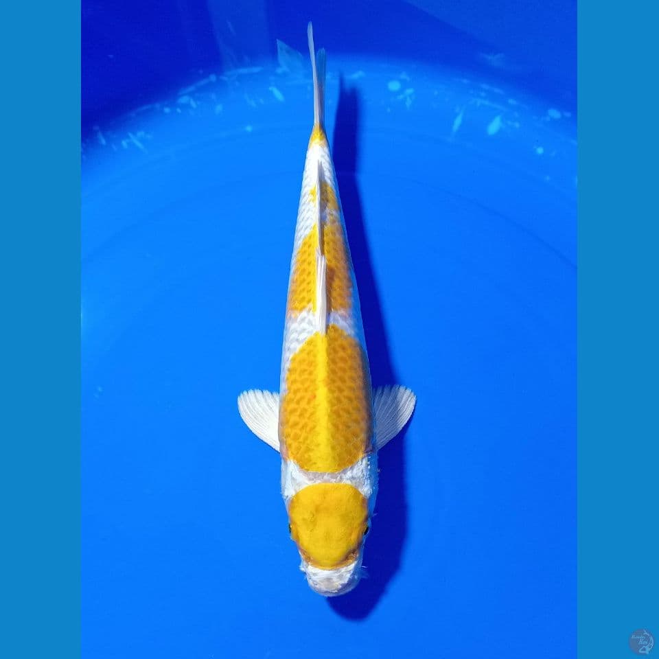 MARUTEN HARIWAKE 32 CM