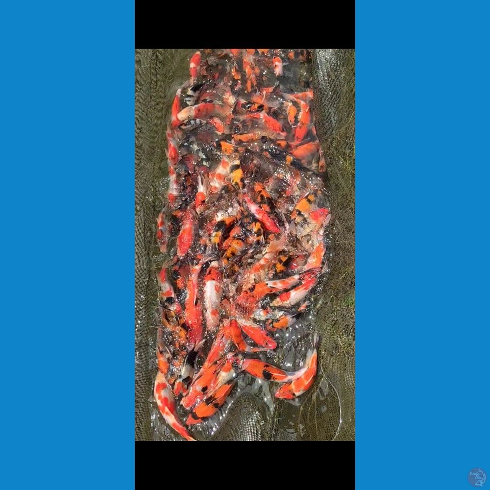 Showa mix Grade 13-20cm 150ekor