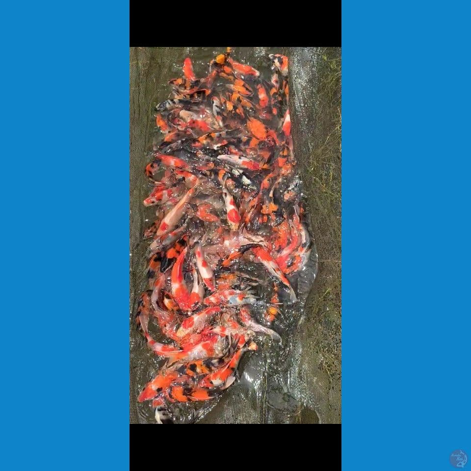 Showa mix Grade 13-20cm 150ekor