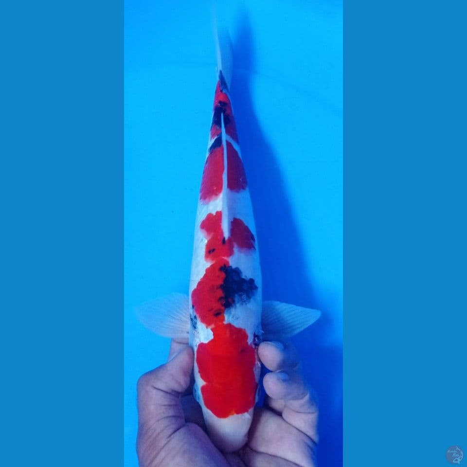 SANKE 33