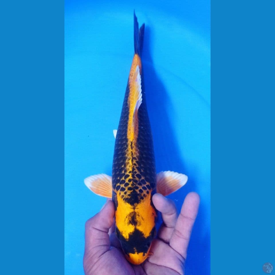 KABUTO 34