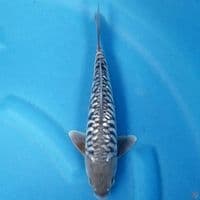 ARAGOKE GINRIN 28 CM MALE