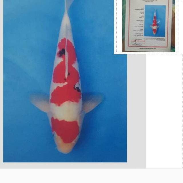 sanke ogata import 50bu