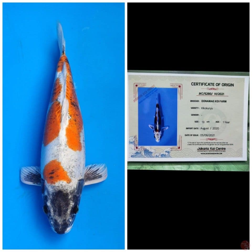 Donamae Kiko