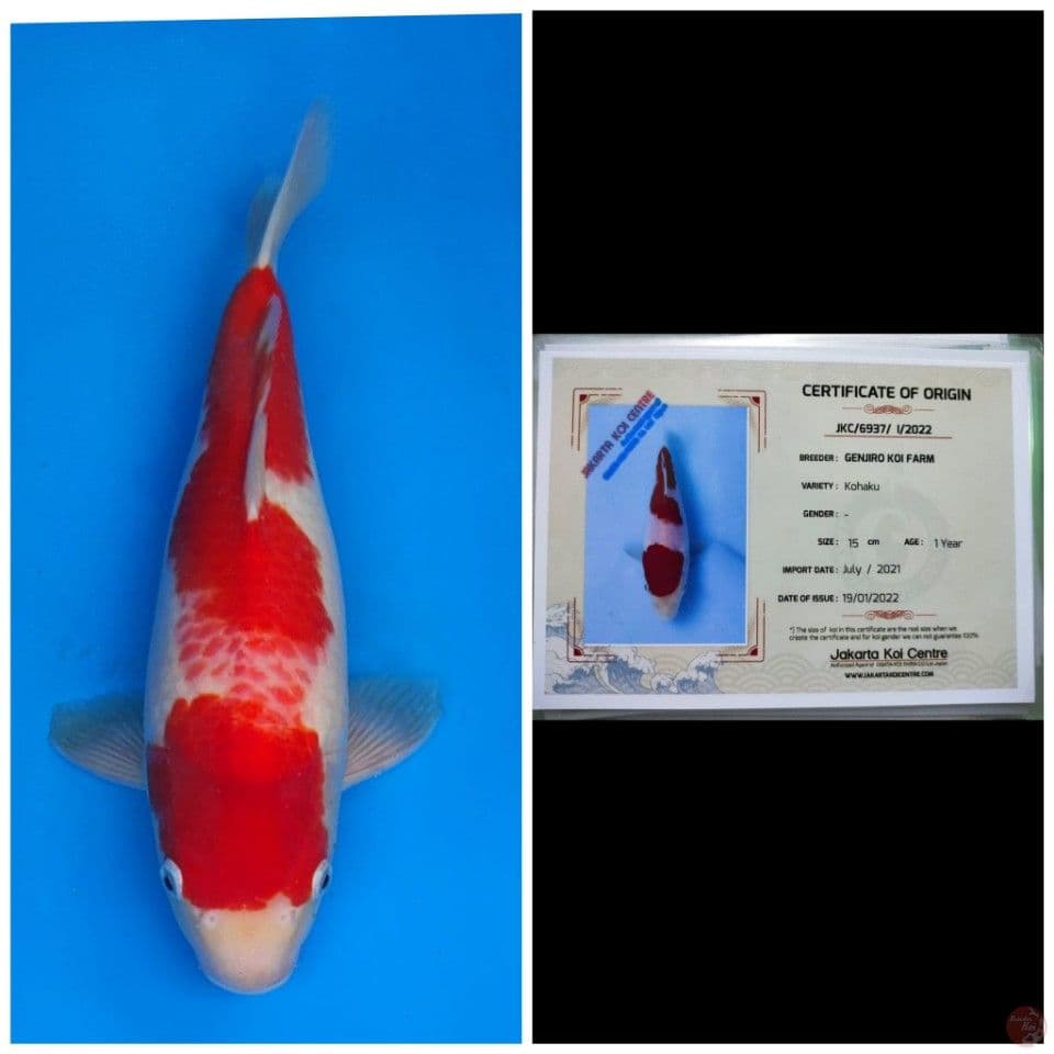 Genjiro Kanoko Kohaku 