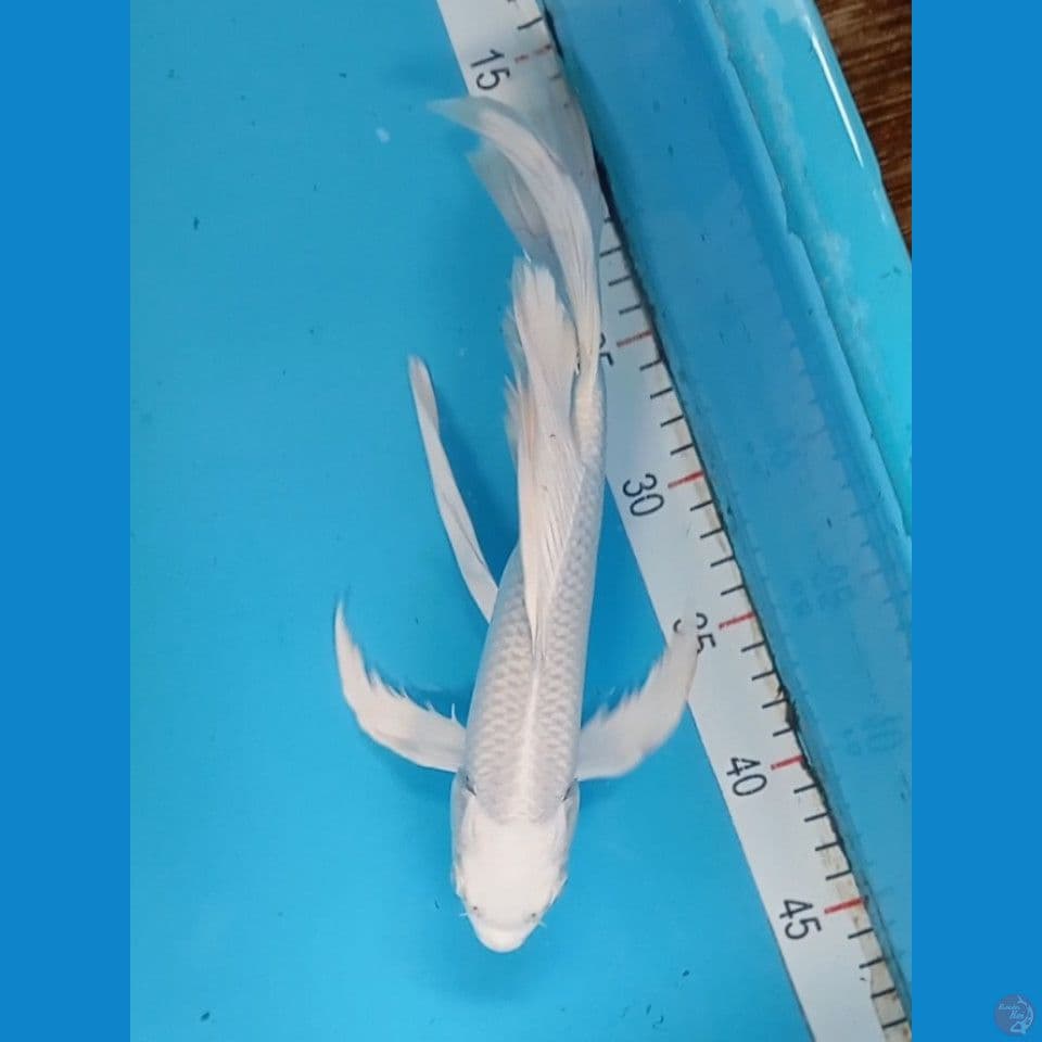 kumpay platinum 30cm male