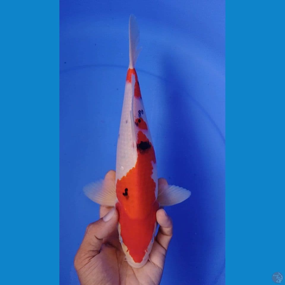 sanke : 28cm halus 