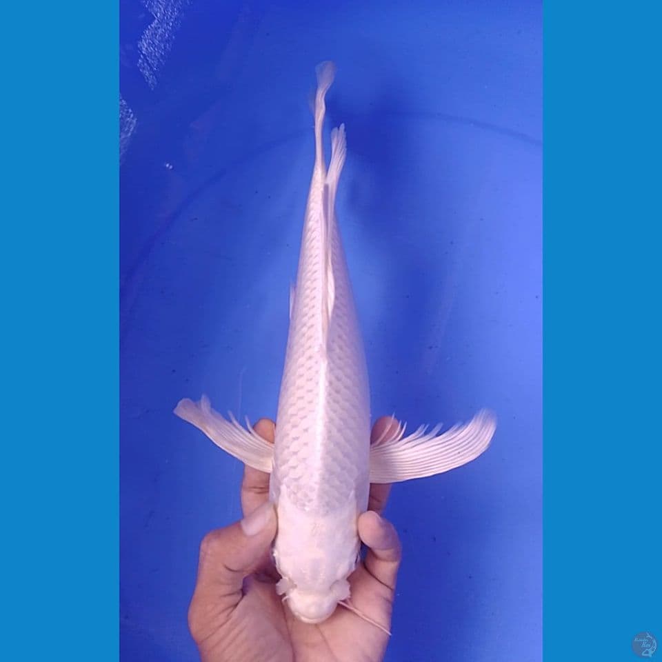plarinum sleyer : 31cm