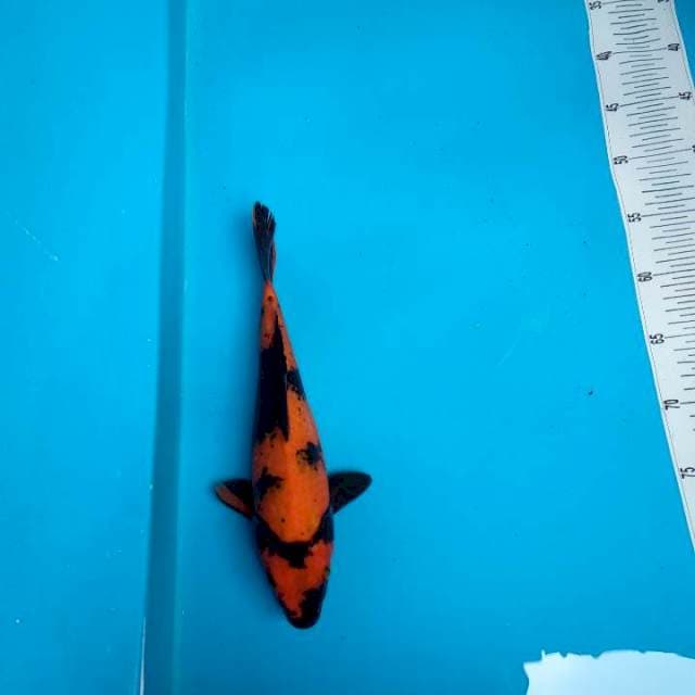 Hi utsuri super tembus perut