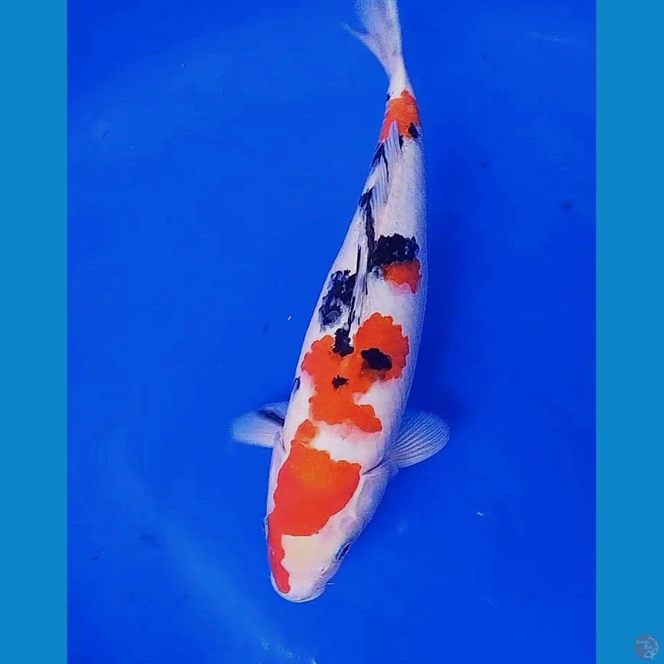 33cm sanke subosumi 