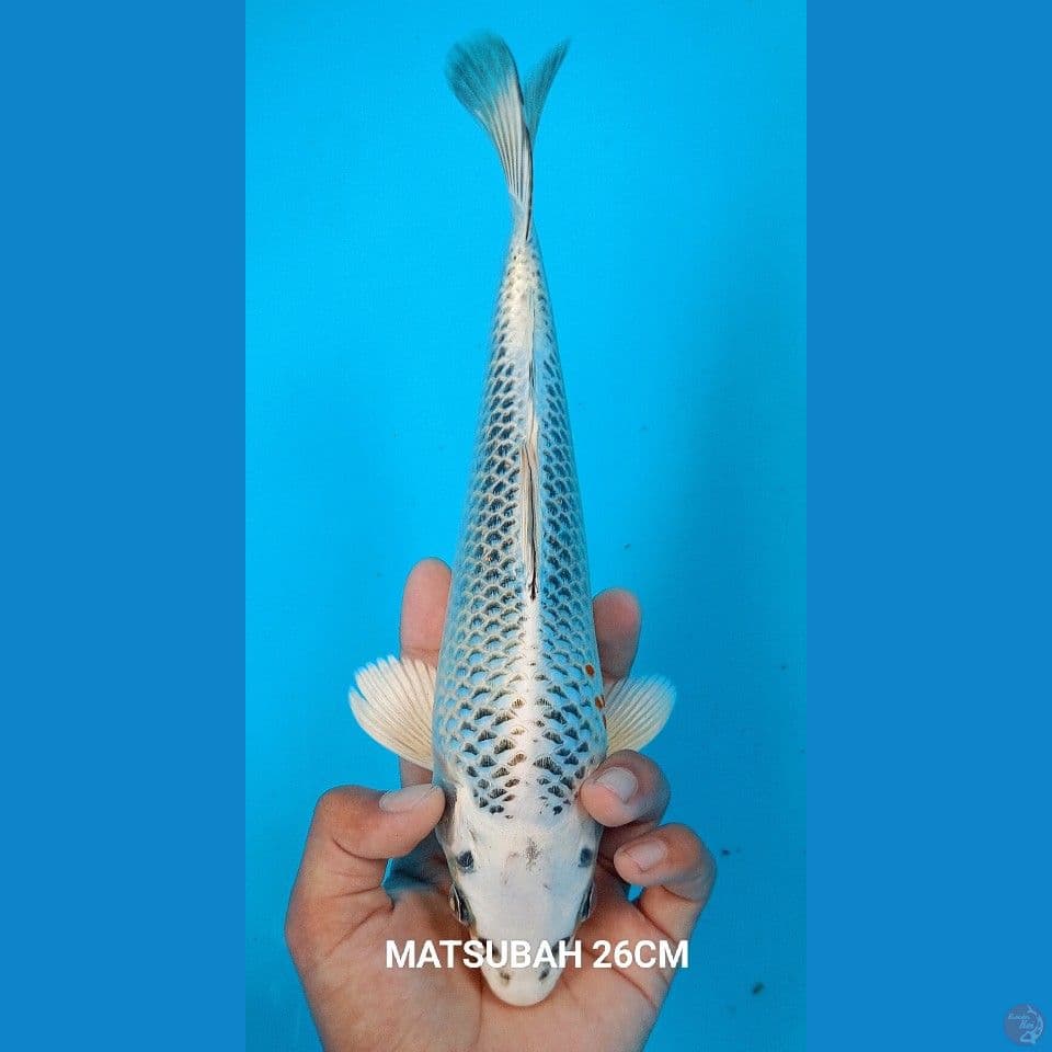 MATSUBAH 26CM
