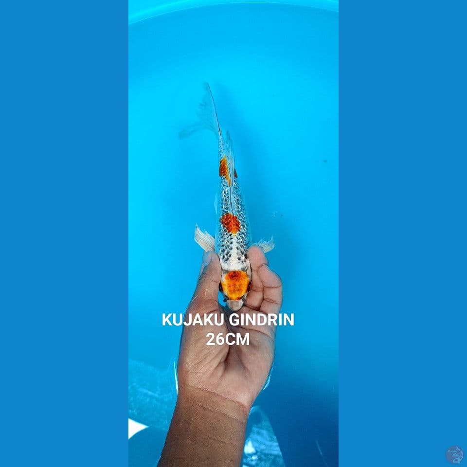 MARUTEN KUJAKU 26cm