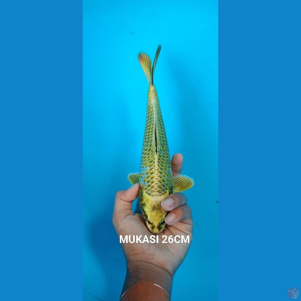 MUKASI 26CM
