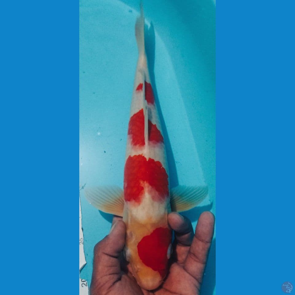 KOHAKU 38