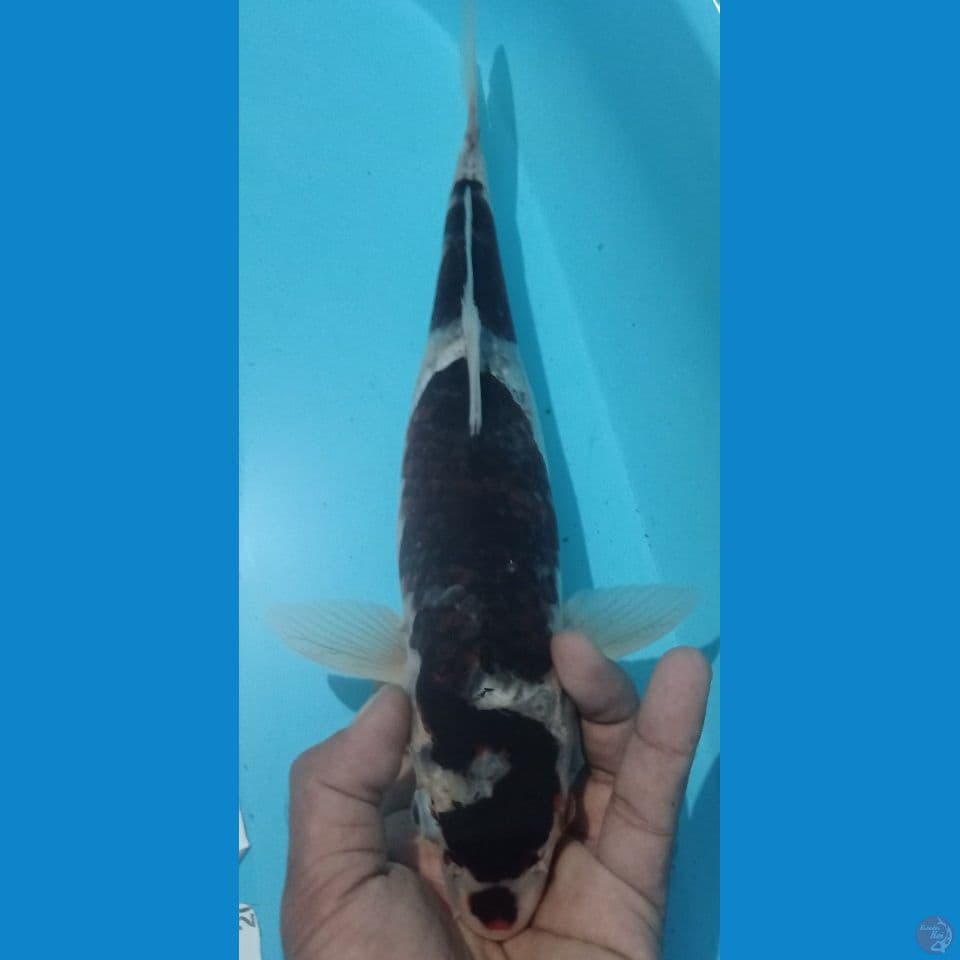 BUDO 35