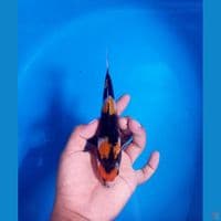 Maruten showa 20cm