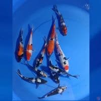 10EKOR MIX KOI 13-22CM