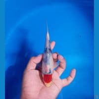 Tancho showa 19cm