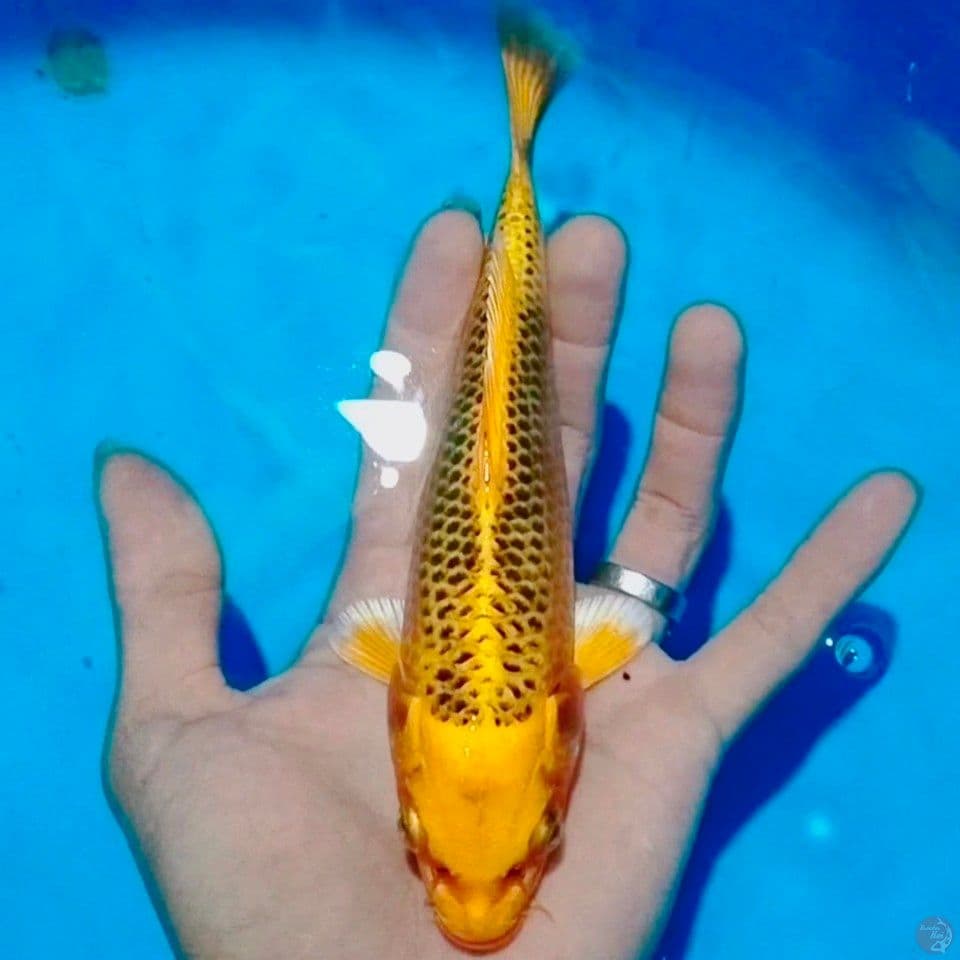 sq 20cm
