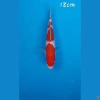 Kohaku 18cm
