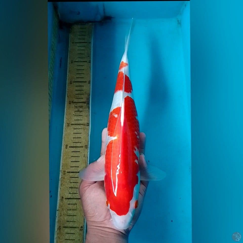 KOHAKU Male36