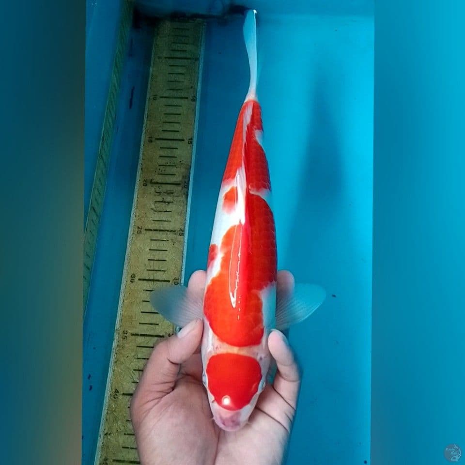 MARUTEN KOHAKU 31CM