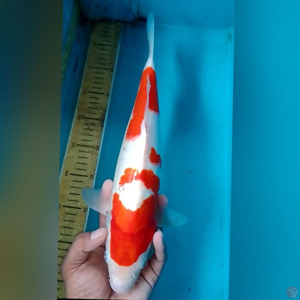 KOHAKU BIG38cm