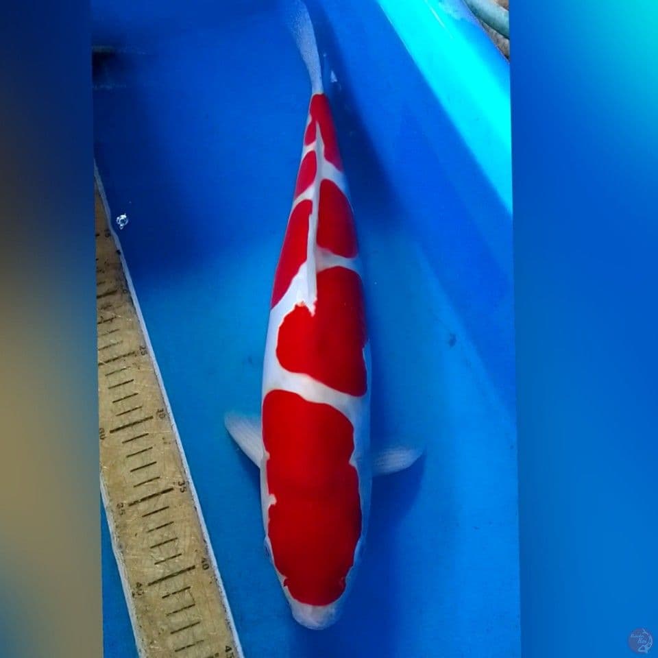 KOHAKU STRONG DOIDSU MALE45