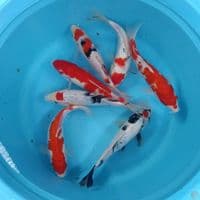 Mix Koi 22-25cm