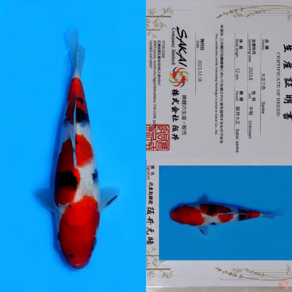 SAKAI TAISHO SANKE HQ 24CM