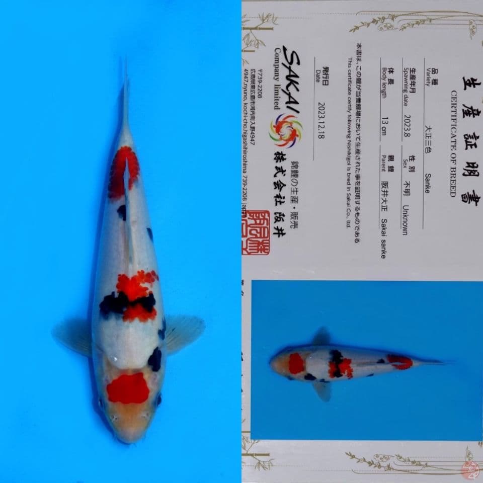 SAKAI SAKURA SANKE HQ 24CM