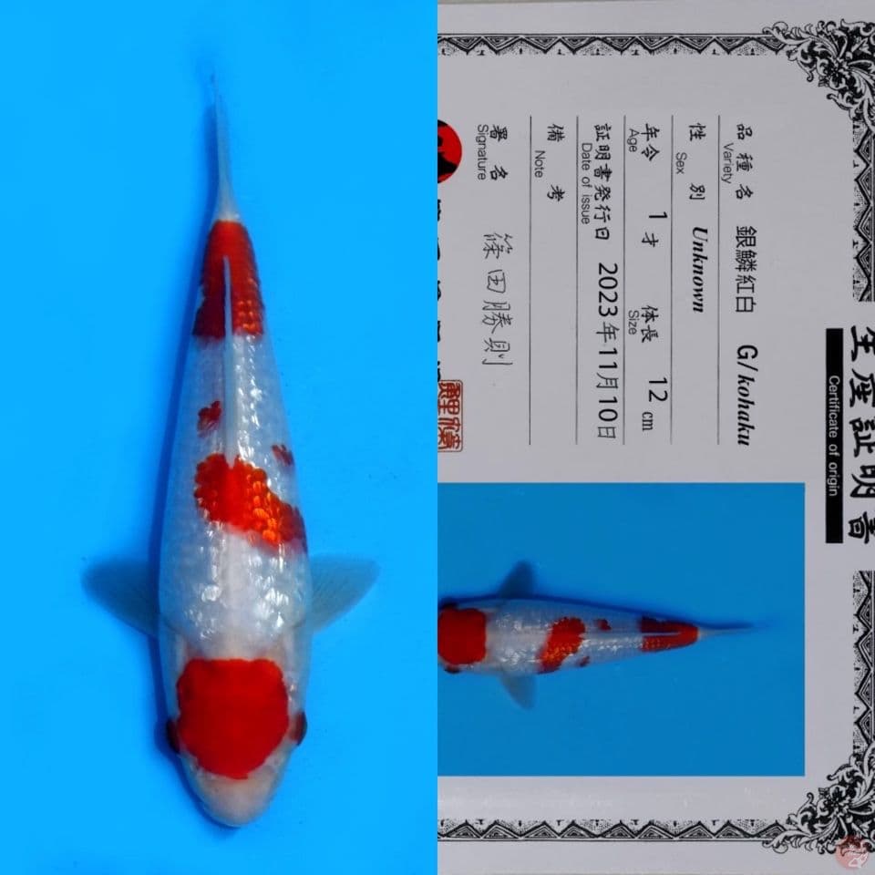 SHINODA GINRIN KOHAKU HQ 23CM