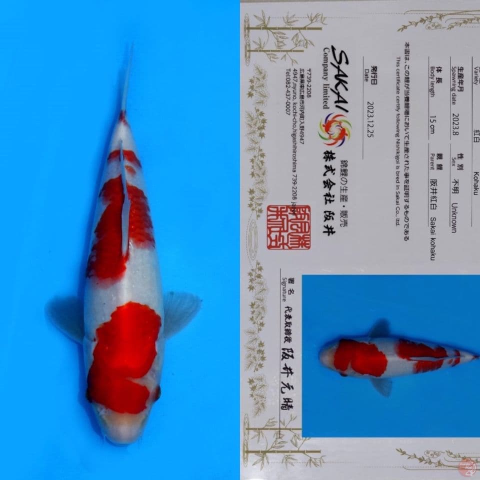 SAKAI KOHAKU HQ 28CM