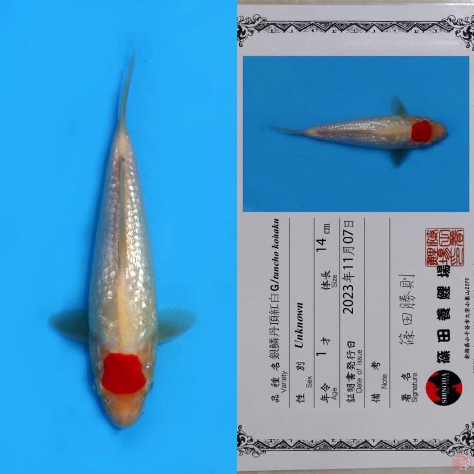 SHINODA GINRIN TC KOHAKU 25CM