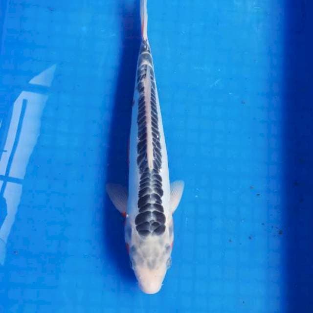 Shusui 32cm