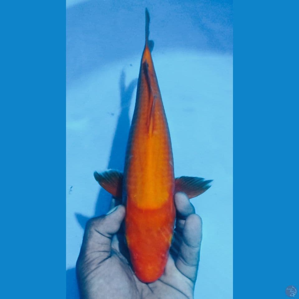 BENIGOI PLUS 36