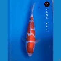 Yondan Kohaku