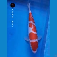 Doitsu Kohaku 4 Step