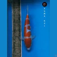 Yondan Kohaku HQ 27cm