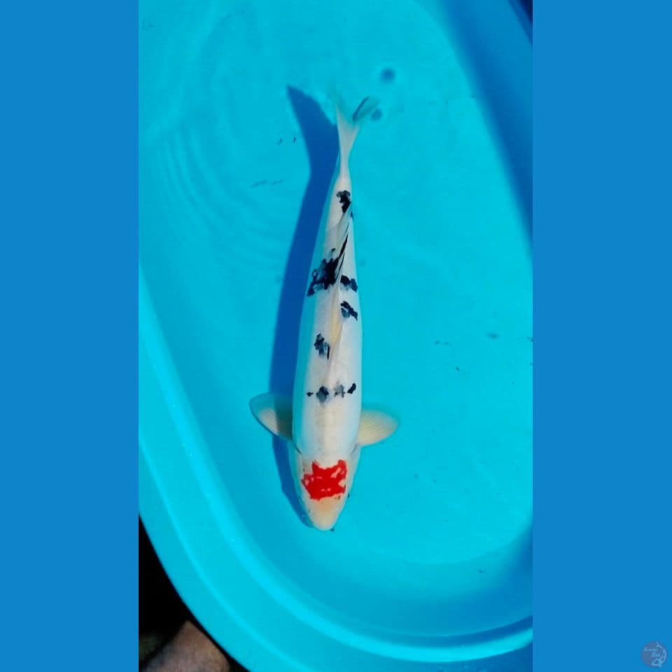 tc sanke doit 50cm male