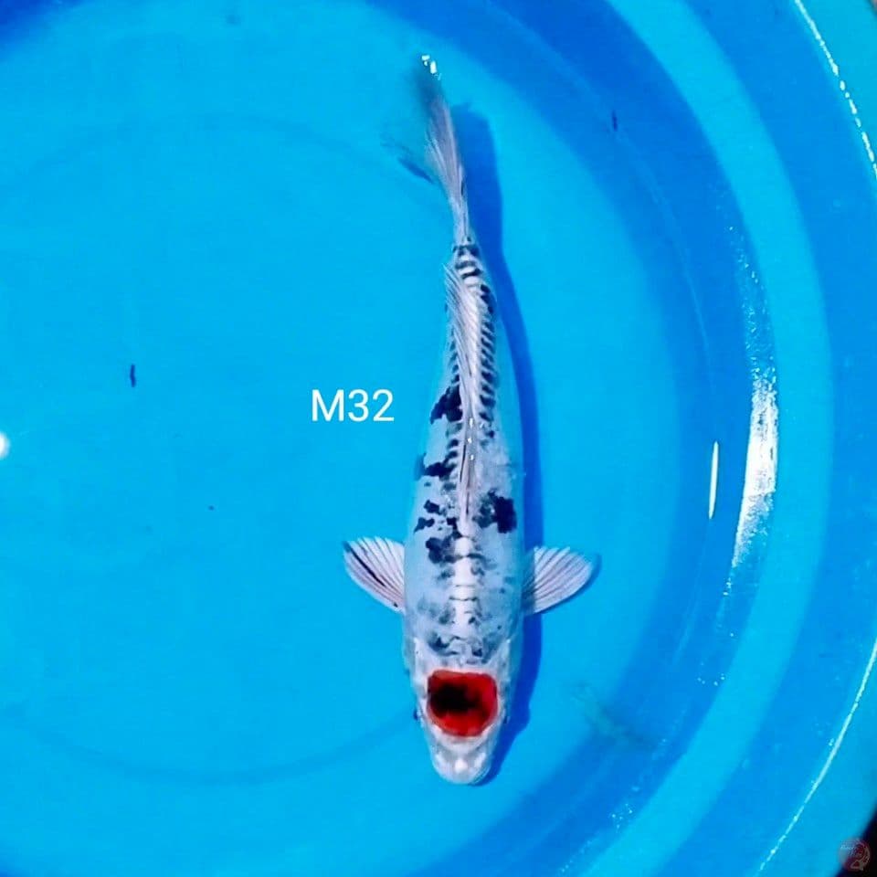 male 32cm