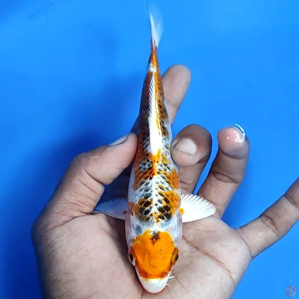 maruten 17cm