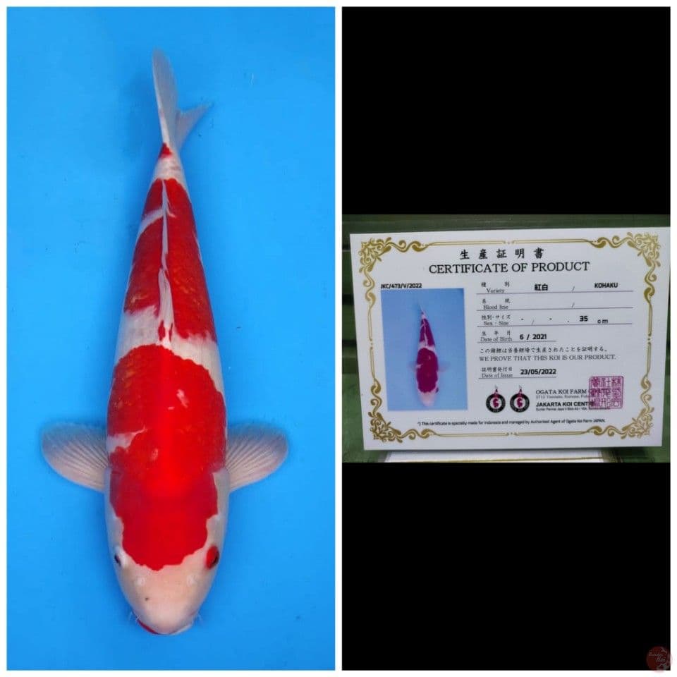 Ogata Kohaku