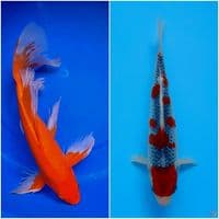 37,22cm all male