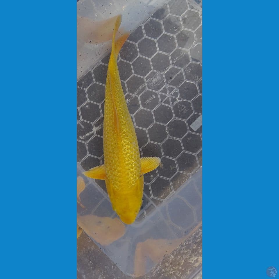 37CM KARASI FULL GINDRIN