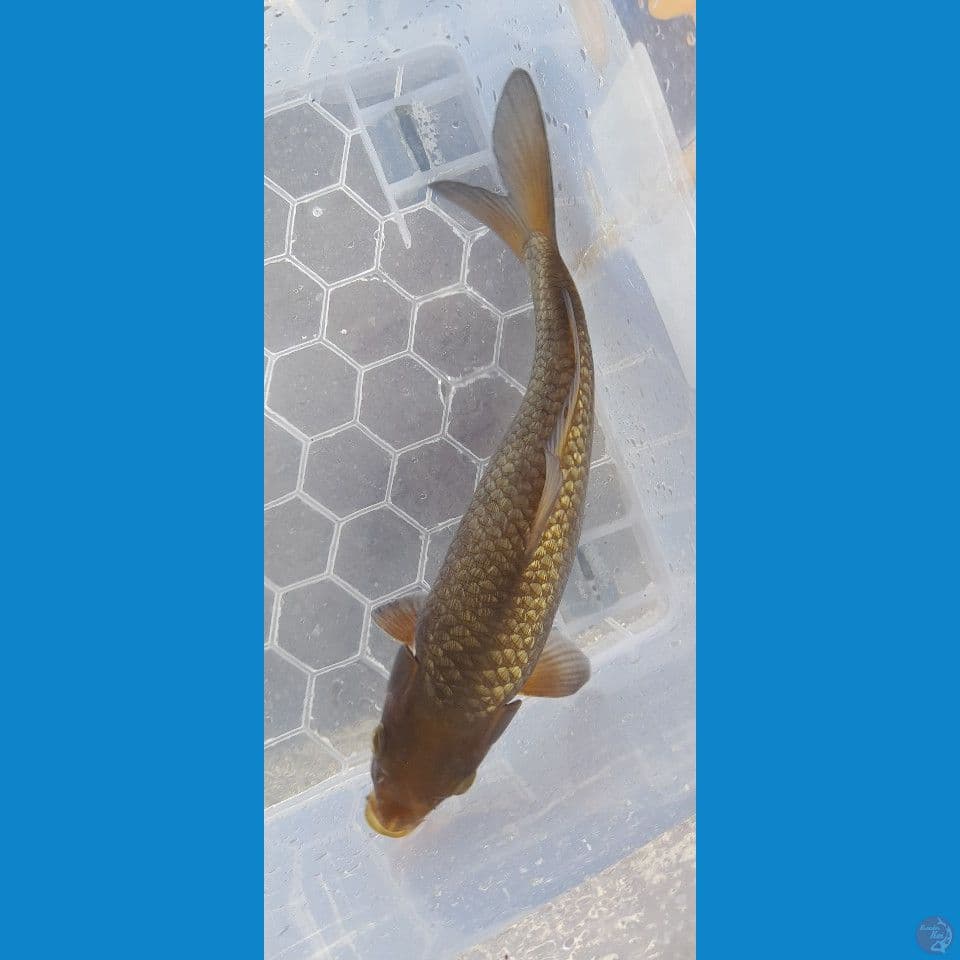 29CM BLACK CARAMEL